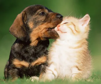 A playful puppy and a fluffy kitten snuggle together on a grassy field.