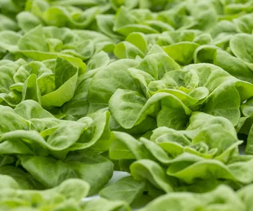 Fresh green lettuce leaves in close-up, linked to a recall due to a salmonella outbreak.