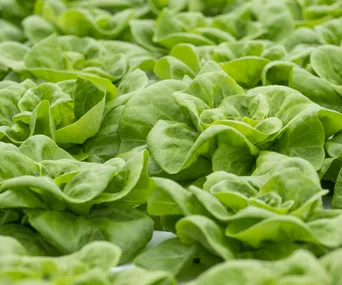 Fresh green lettuce leaves in close-up, linked to a recall due to a salmonella outbreak.