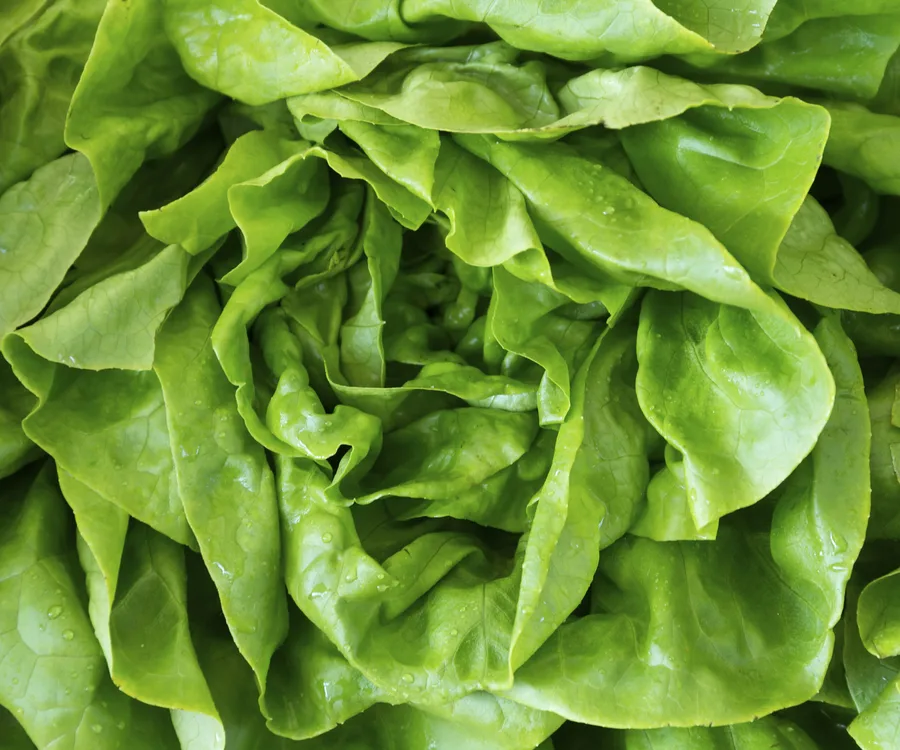 Close-up of fresh green lettuce leaves with visible water droplets.