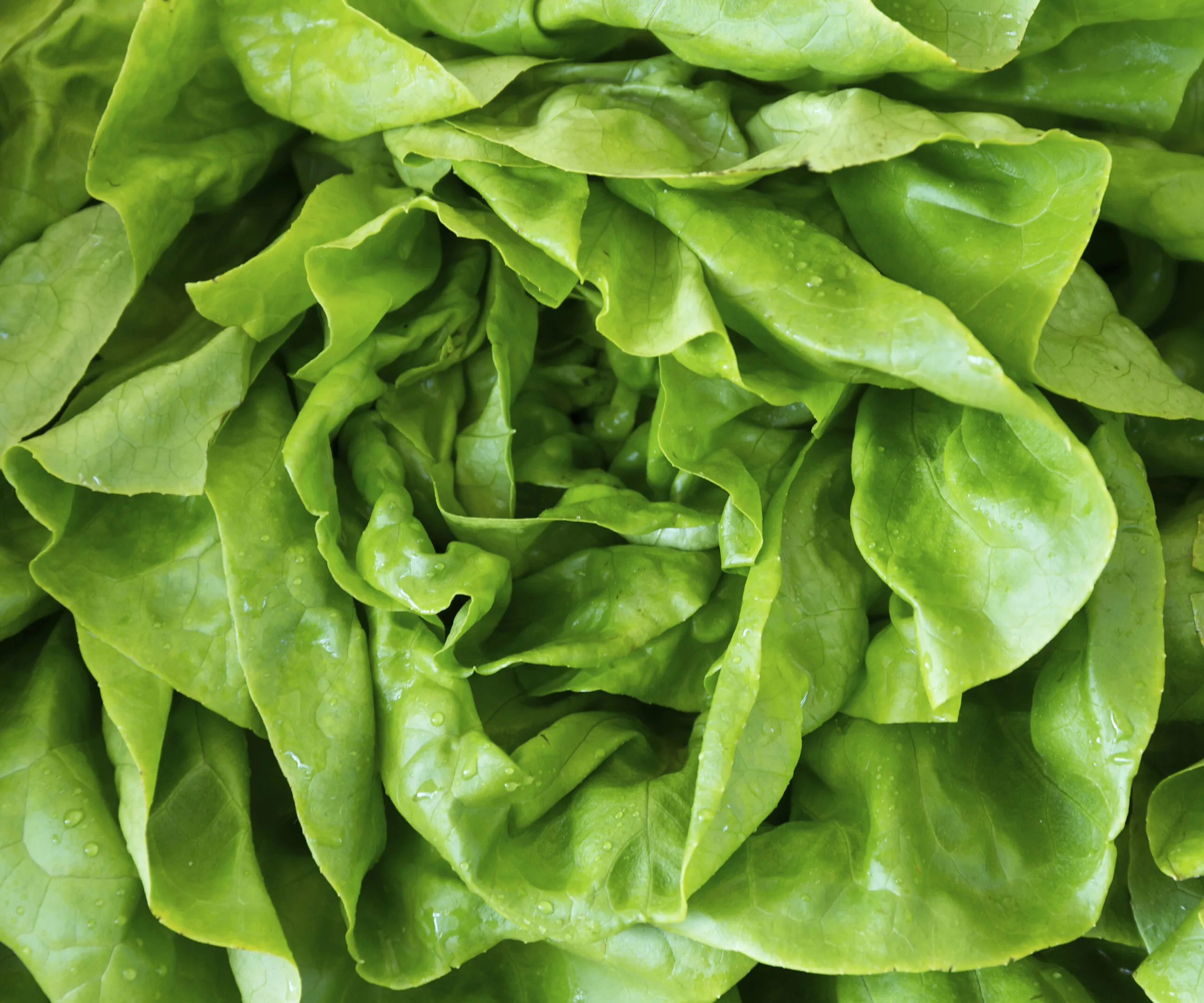 Close-up of fresh green lettuce leaves with visible water droplets.