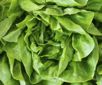 Close-up of fresh green lettuce leaves with visible water droplets.