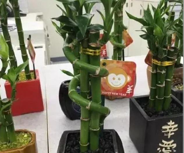 Potted bamboo plants with twisting stalks and New Year monkey cards, symbolizing Chinese New Year celebration.