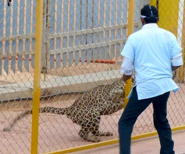 A leopard behind a metal fence facing a person in a light shirt and dark pants, inside a school setting.