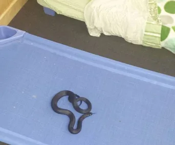 A small snake coiled on a blue cot in a childcare centre next to a bed.