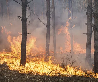 Forest fire with flames and smoke among tall trees, illustrating a bushfire scene in a wooded area.