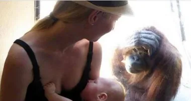 A mother breastfeeds her baby while an orangutan watches curiously through the glass.