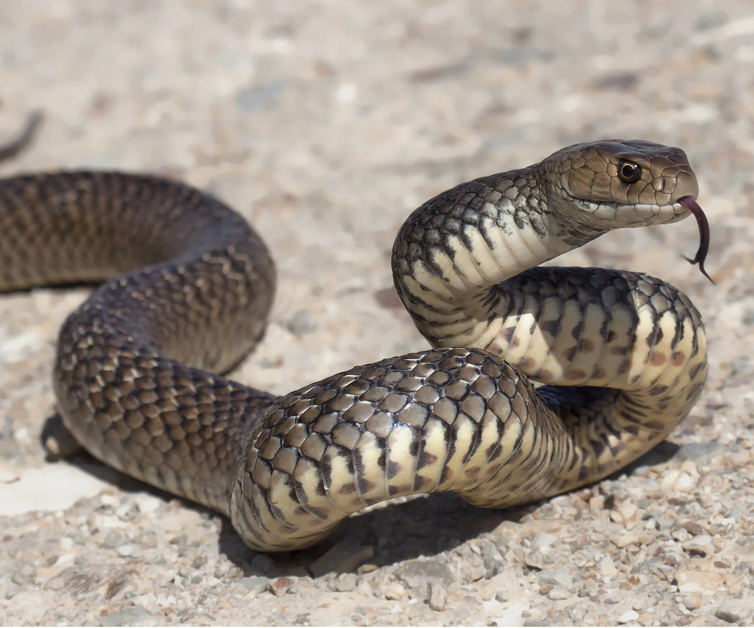 A coiled snake on a rocky surface, tongue flicking out, with distinct patterning on its scales.