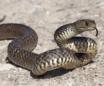 A coiled snake on a rocky surface, tongue flicking out, with distinct patterning on its scales.