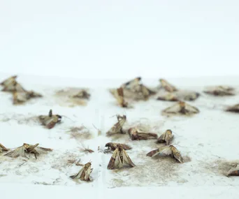 Moths trapped on a sticky white surface, commonly found in pantries, highlighting infestation issues.