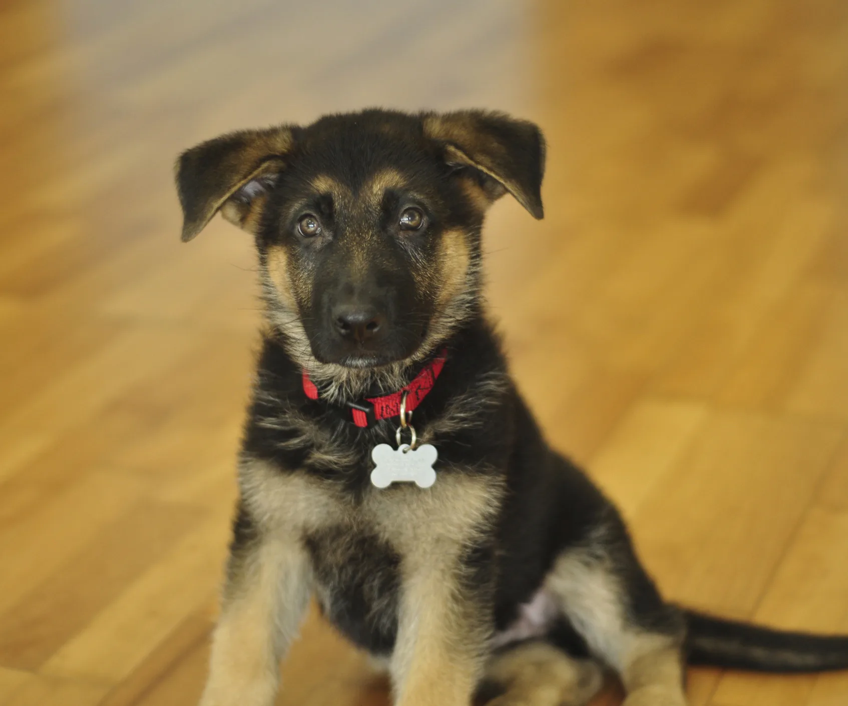 cute puppy with collar