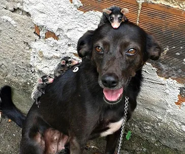 A black dog with several baby possums on her back and head, set against a rough wall background.