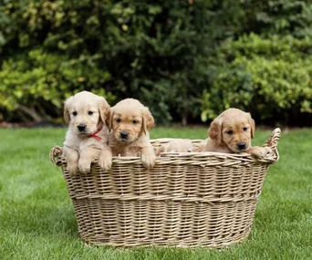 Three golden retriever puppies sit in a wicker basket on a grassy field.