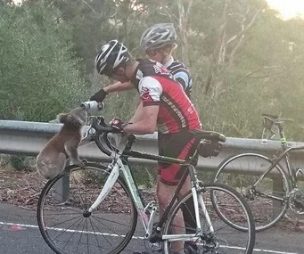 Cyclist gives water to a koala perched on the bike on a roadside, with another cyclist watching.