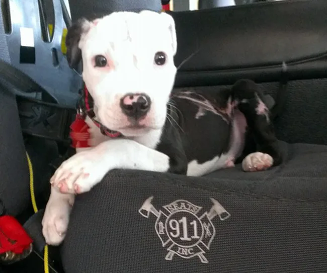 Puppy lying on a car seat with "911" logo, looking at the camera.