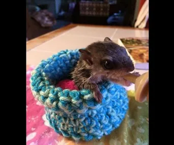 Baby squirrel in blue knitted nest, being fed with bottle.