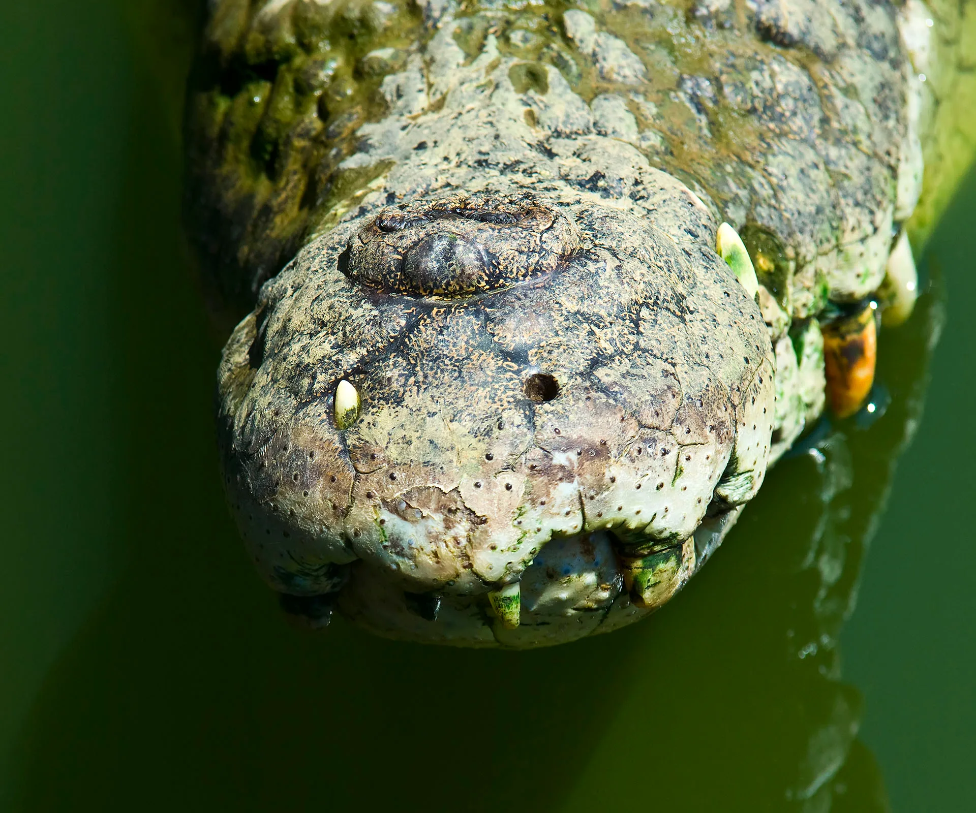 Close-up of a saltwater crocodile's head in green water, showcasing its textured skin and sharp teeth.