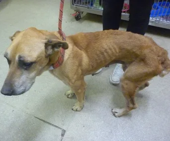 A thin dog with a red leash, showing visible ribs, stands indoors on a tiled floor.