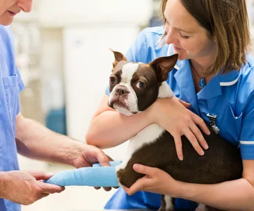Veterinarian tending to a dog's bandaged leg, held by a caring nurse in a clinic setting.