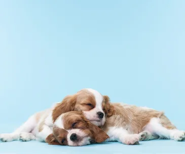 Two Cavalier King Charles Spaniel puppies sleeping together against a light blue background.