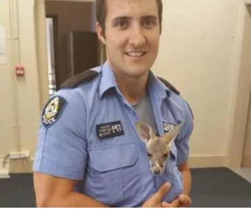 Police officer holds orphaned kangaroo joey in shirt, smiling indoors.