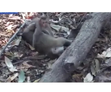 A baby monkey clings to its deceased mother on a forest floor covered with leaves and branches.