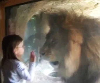 A little girl blows a kiss to a lion behind glass at the zoo, while the lion looks directly at her.