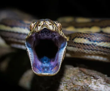 Close-up of a python with mouth open, showing fangs and detailed scales.