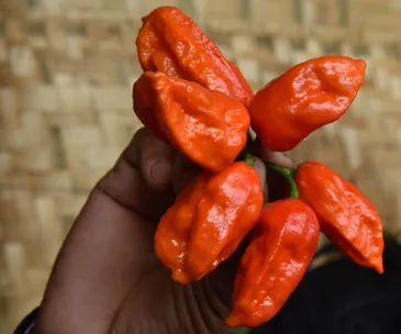 A hand holding bright red Bhut Jolokia peppers, also known as ghost peppers, one of the world's hottest chillies.