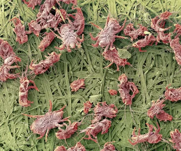 Why your office is dirtier than the toilet