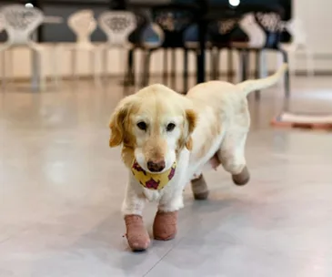 Golden retriever with prosthetic paws in a room, holding a toy in its mouth.