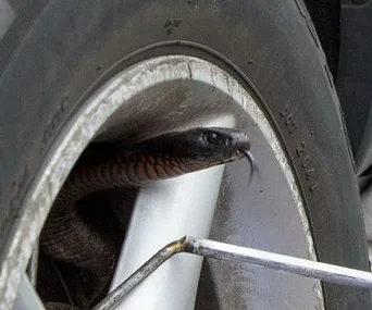 A snake protrudes from a car wheel rim on a Sydney street, with a tool attempting to coax it out.