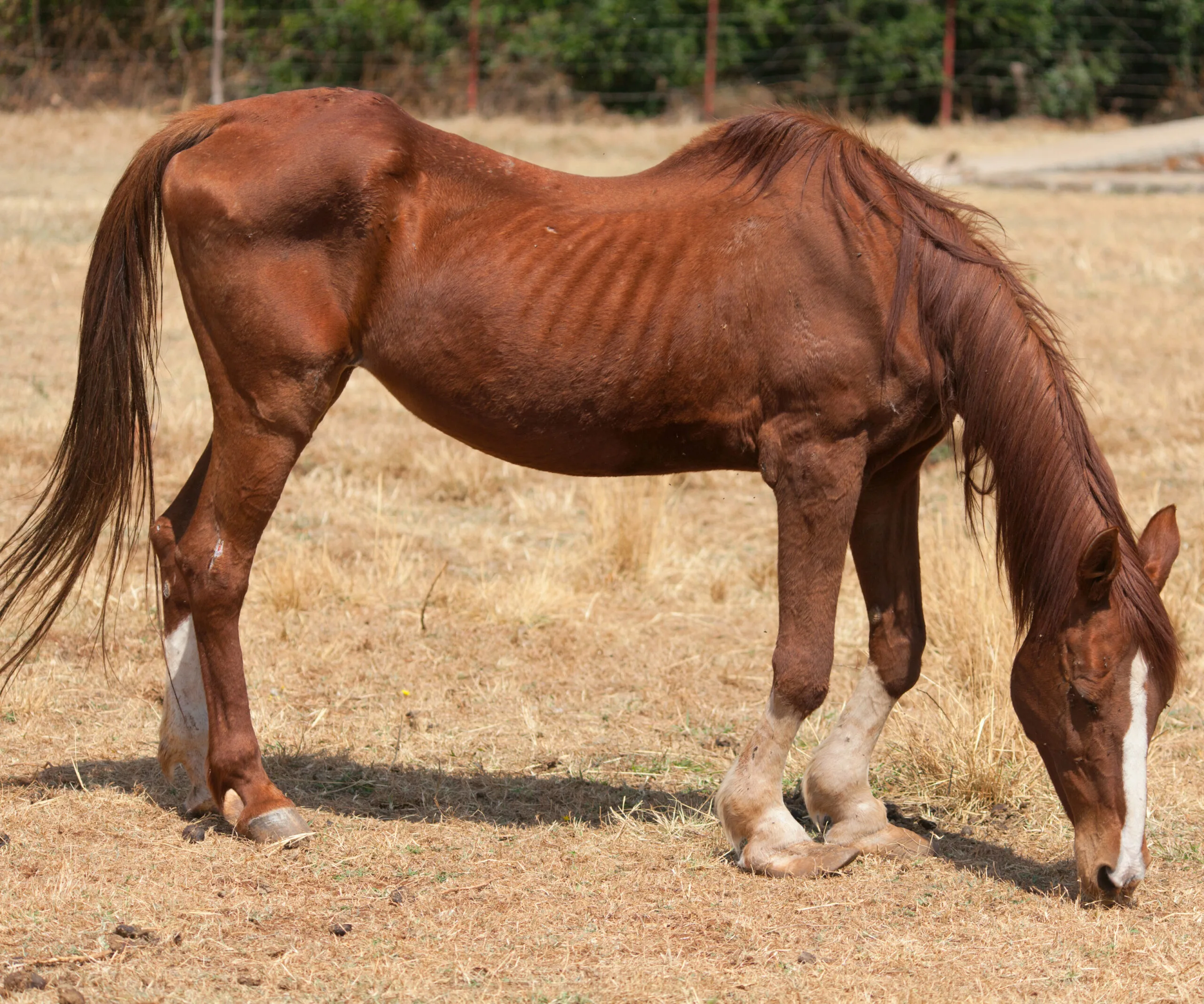 malnourished horse