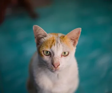 cat looking at camera