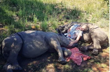 Carer cuddles with two resting orphaned baby rhinos in a grassy area, fostering a nurturing environment.