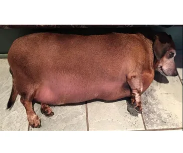 Overweight dachshund lying on a tiled floor, highlighting its large size before recovery.