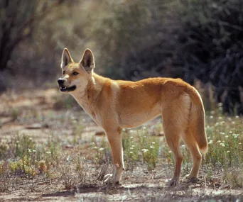 A dingo standing alert in a scrubby landscape, showing its reddish-brown coat and erect ears.