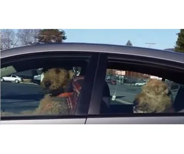 A dog sits in the driver's seat of a car, looking outside, while another dog is in the back seat.