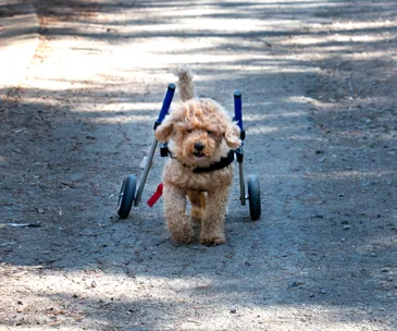 A small fluffy dog using a blue wheelchair moves along a sunlit dirt path.