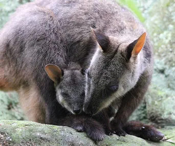 A mother and baby wallaby cuddling on a rock at Sydney Zoo.