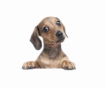Nine ordinary foods that could kill your dog