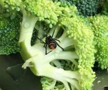 A live redback spider on a broccoli floret, highlighting a food safety concern at Woolworths.