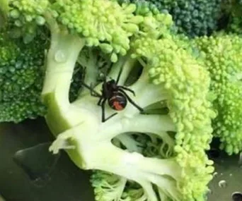 A live redback spider on a broccoli floret, highlighting a food safety concern at Woolworths.