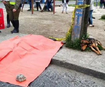 Grieving dog refuses to leave dead owner