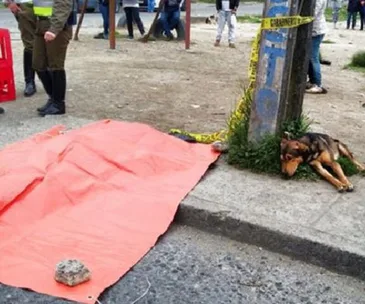 Grieving dog refuses to leave dead owner