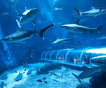 Visitors in an underwater tunnel observing sharks and fish swimming above them at an aquarium.