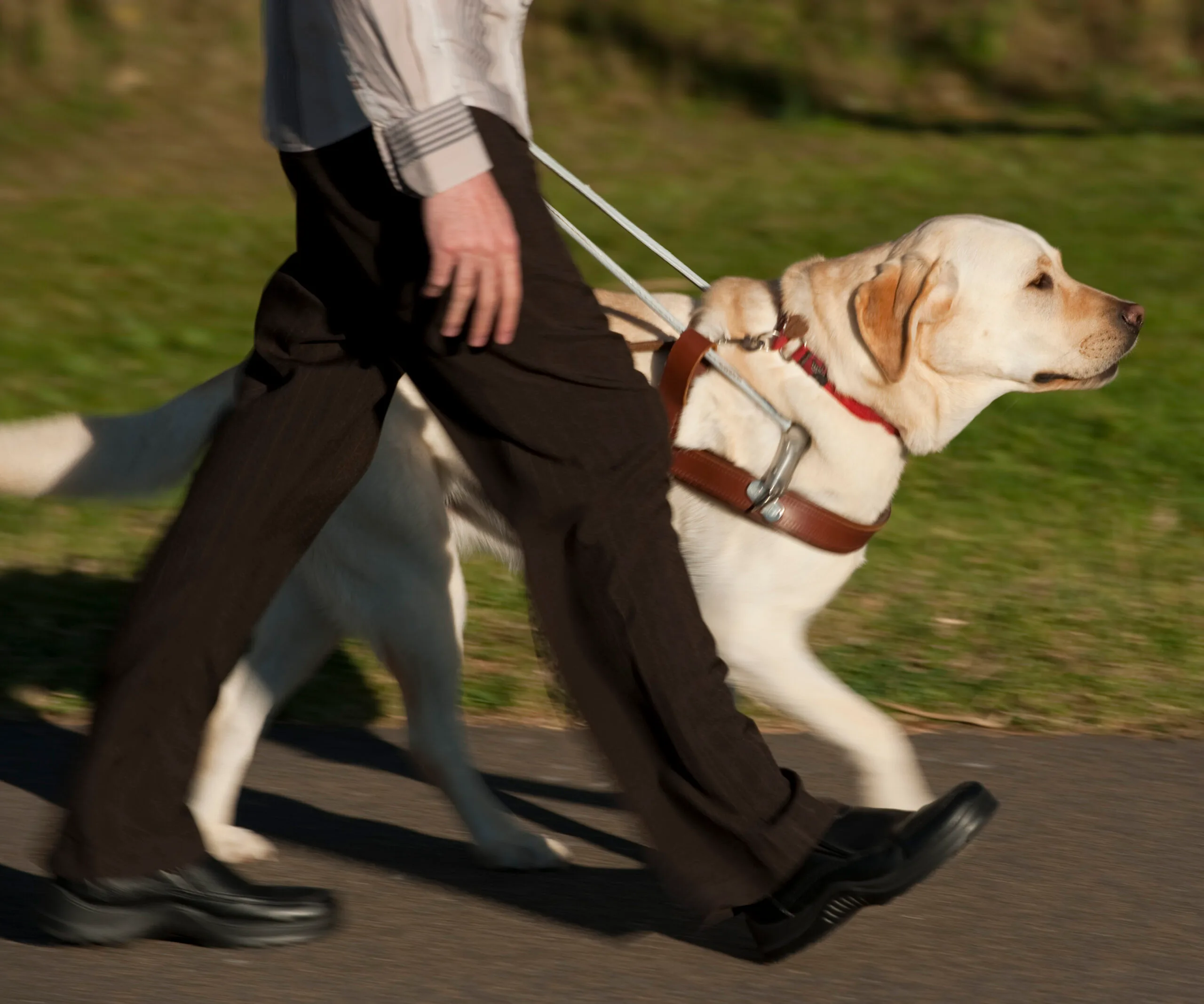 Why you should never pat a guide dog