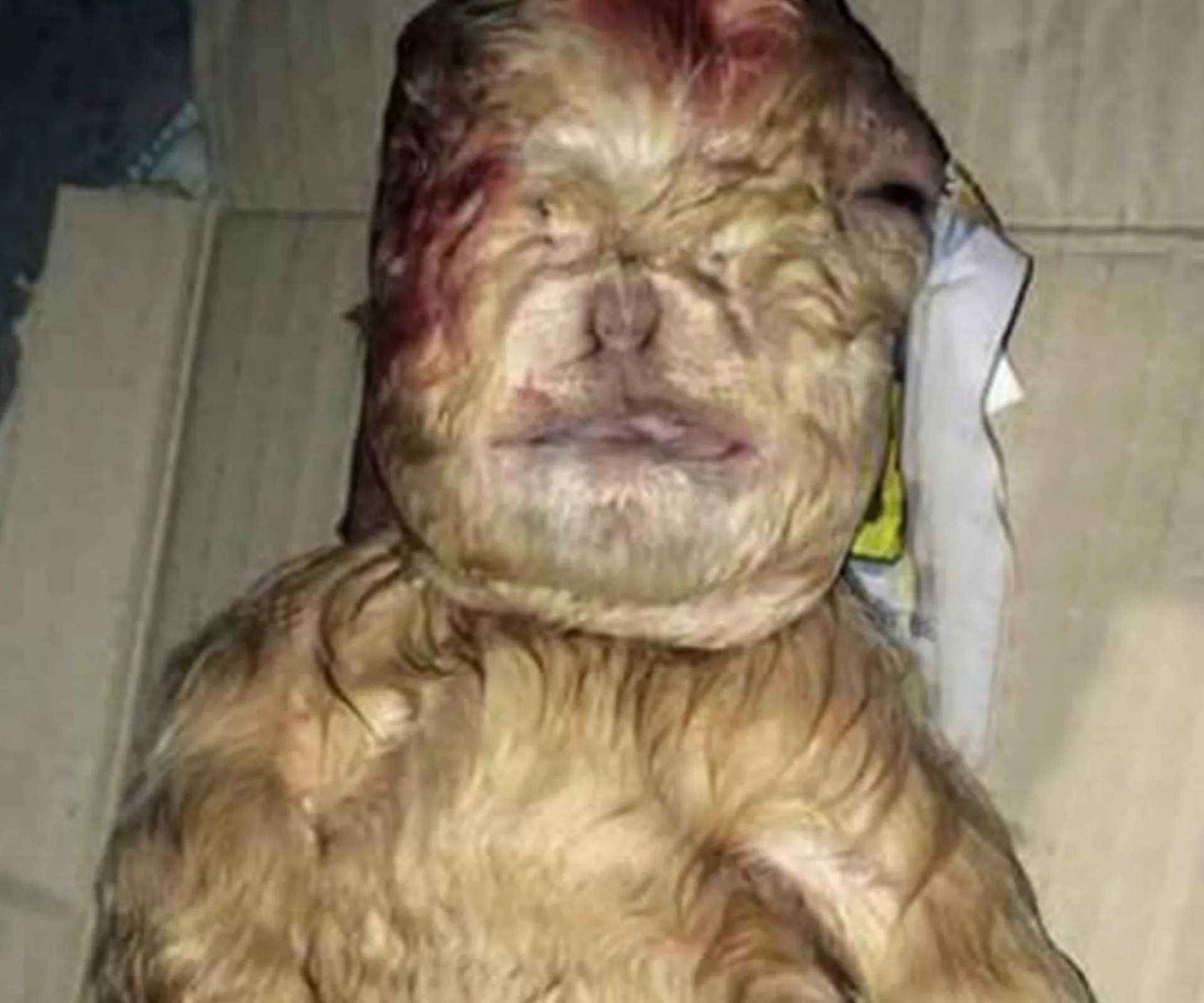 A newborn goat with human-like features lying on a cardboard surface.