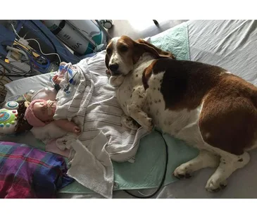 Dog lying beside a sleeping infant in a hospital bed, with medical equipment in the background.