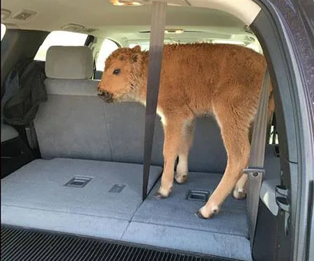 Young bison standing in the back of an SUV, captured in a wildlife park.
